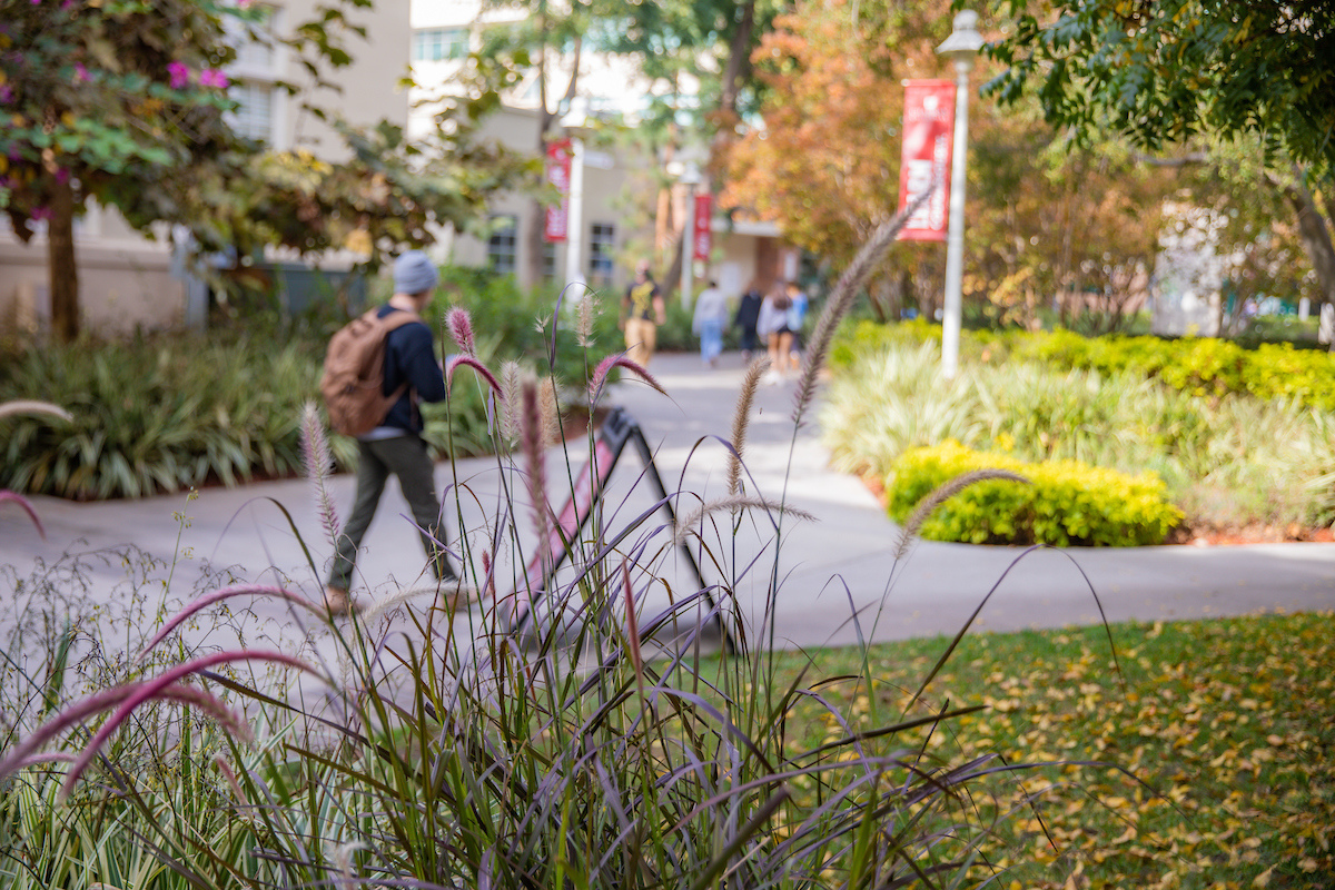 walnut st landscape