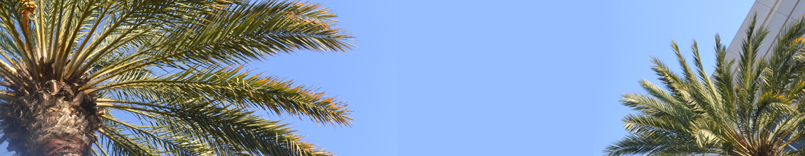 palm trees with blue sky background
