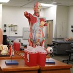 A medical manikin in a patient lab