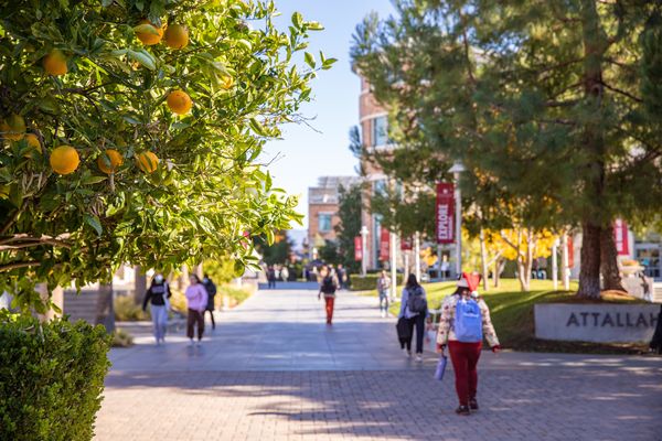 Students walk down a pathway on the Chapman campus, foregrounded by an orange tree.