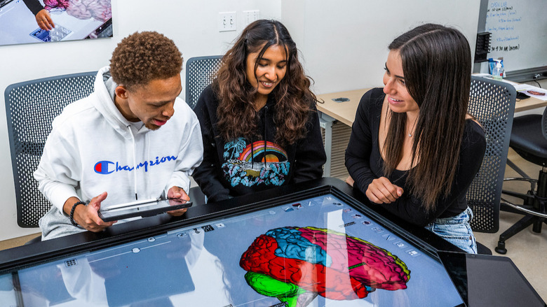 Three students examining a diagram of the brain.