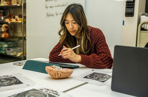 A student works on a tablet in a classroom. On the desk in front of them are brain x-rays as well as a model of a brain.