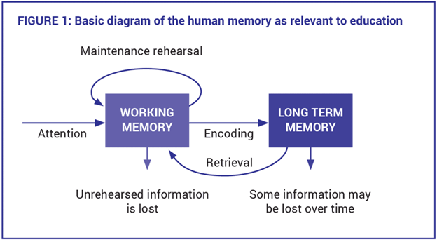 basic processes of human memory