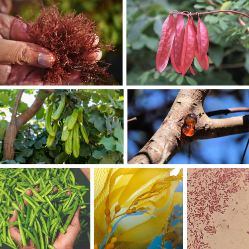 photos of ingredients used to make hydrocolloids (ex: seaweed, carob tree, bacteria... etc)